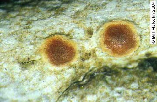 Представитель Семейства Miltideaceae